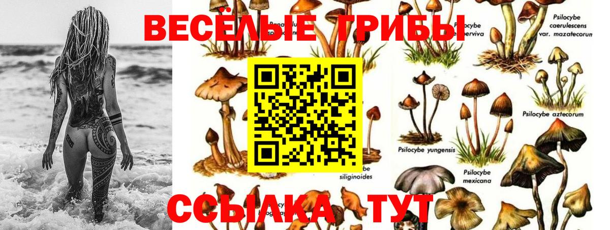 Псилоцибиновые грибы Асино